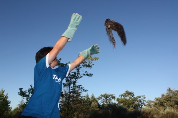2006 - Libertação de coruja do mato no CERAS, Castelo Branco @ Samuel Infante